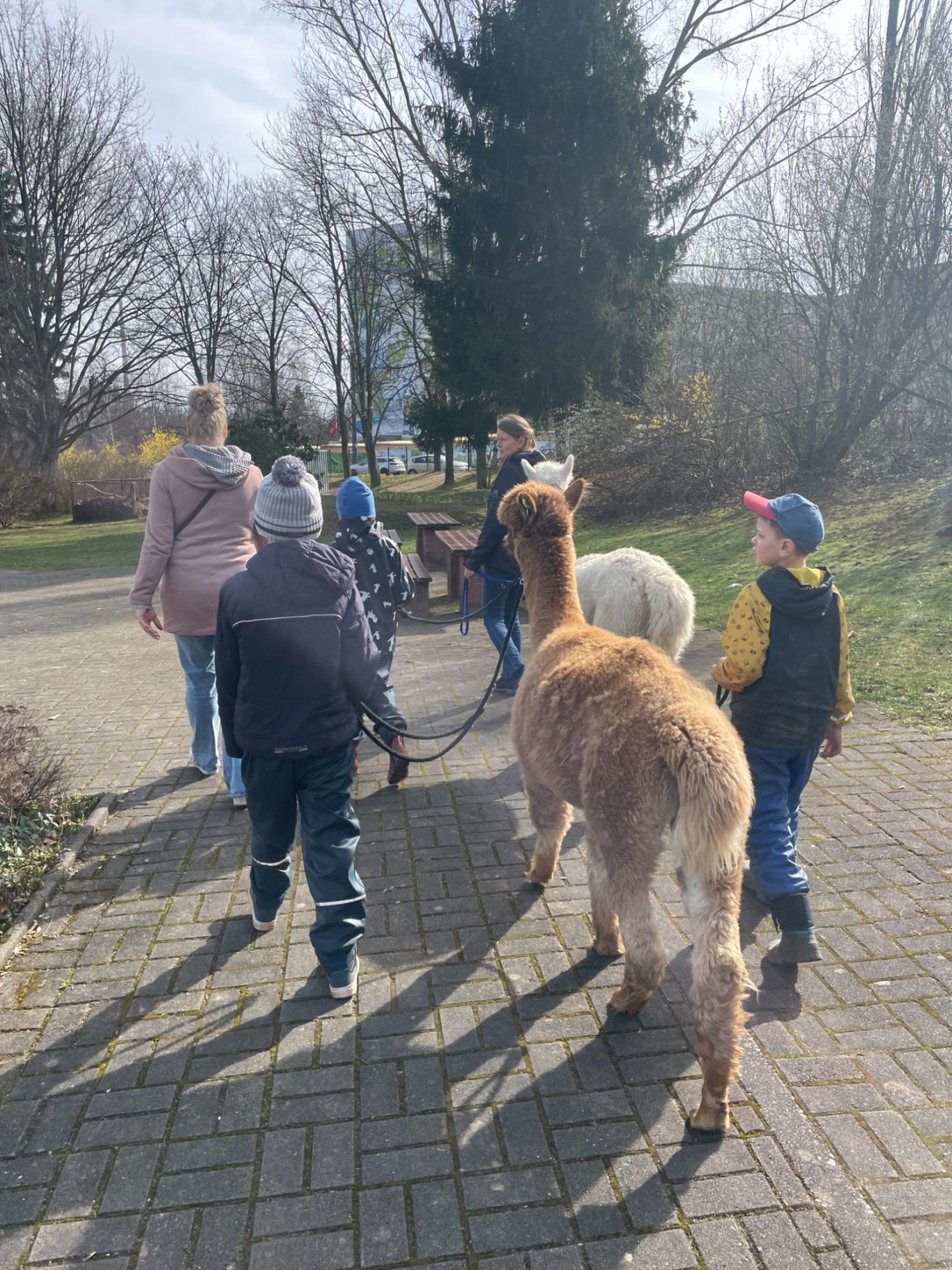 Freitags besuchen uns die Alpakas.
